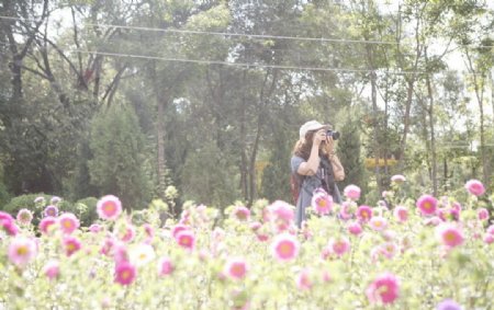 花卉摄影图片