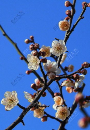 藍天下的梅花图片