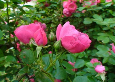 蔷薇图片