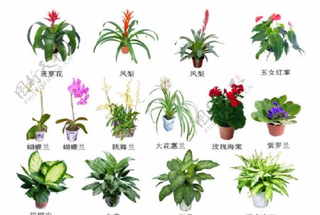 盆景花植物园林图片