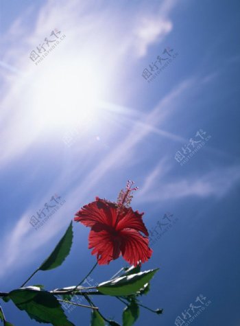阳光下的花朵图片