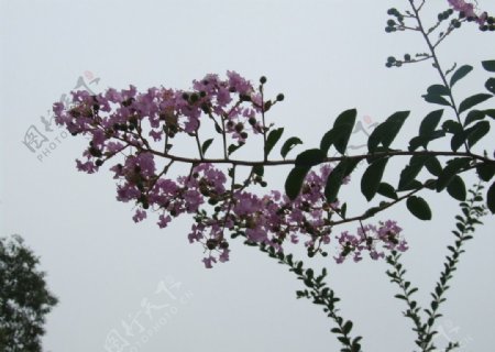 紫薇花图片
