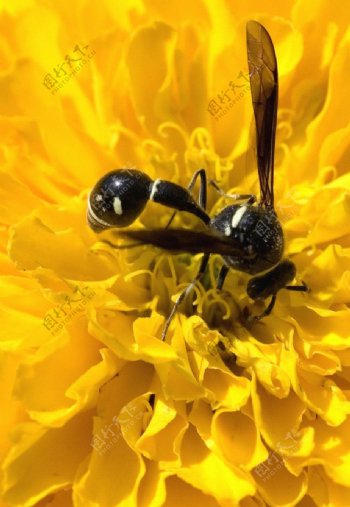 蜜蜂黄花图片