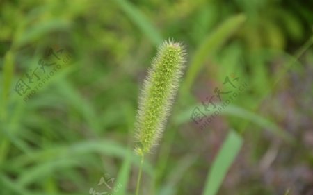 狗尾草图片