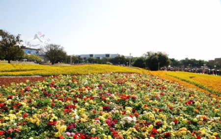 台湾花博图片