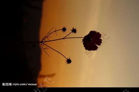 夕阳下花的孤独图片