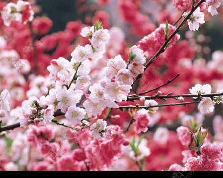 樱花图片