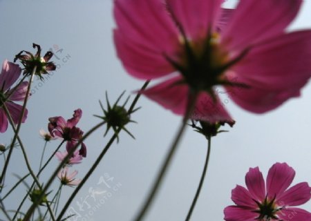 花瓣及花梗图片