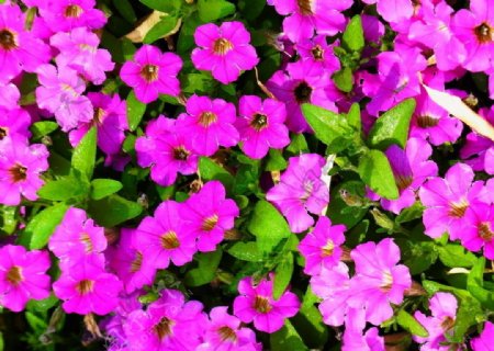紫色喇叭花海图片