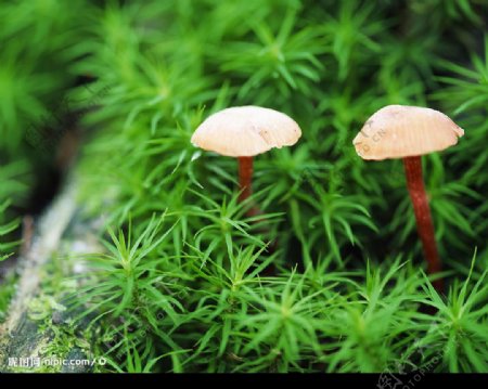 草丛里的蘑菇图片