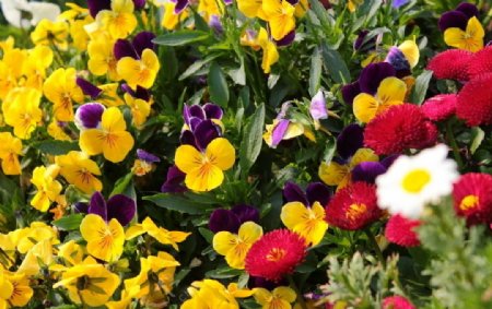 何兰菊与三色堇图片