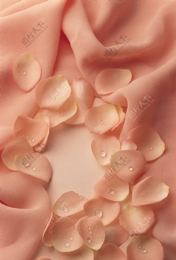粉玫瑰花瓣图片