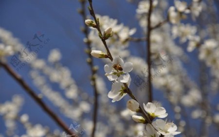 桃花与蜜蜂图片