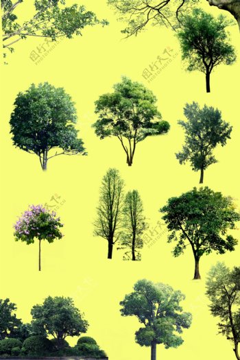 立面树木素材图片