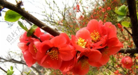 春天的花朵图片