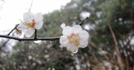 春雨桃花图片