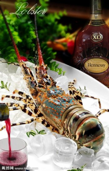 龙虾和葡萄酒xo图片