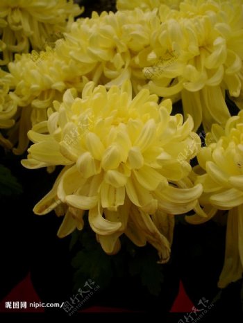 黄色的菊花写真图片