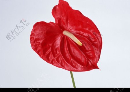 花卉红掌图片