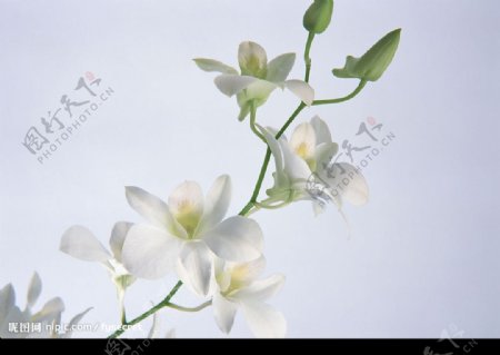 花卉白色泰国兰图片