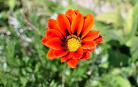 橘色菊花图片