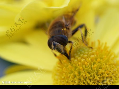 花蕊上的小蜜蜂图片