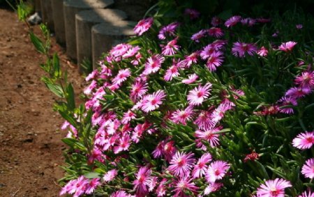 紫红色菊花丛图片