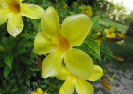 美丽热带花卉软枝黄婵图片