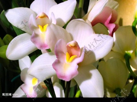 热带花卉兰花图片