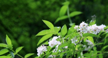 九寨沟野花图片