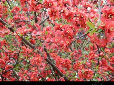 旅顺龙王塘樱花图片