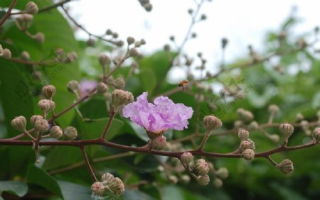 紫薇花图片