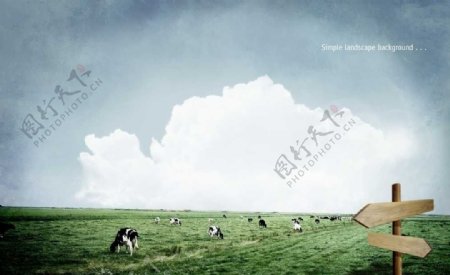 草原奶牛大牧场图片