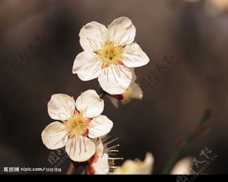 春暖花开图片