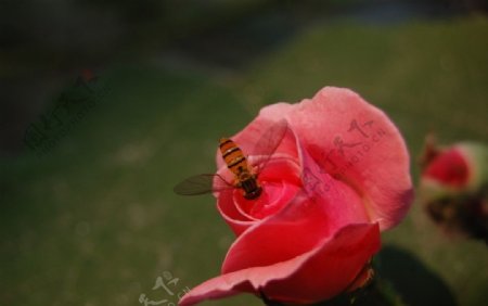 月季花和蜜蜂图片
