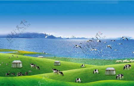 牛群绿草背景图片