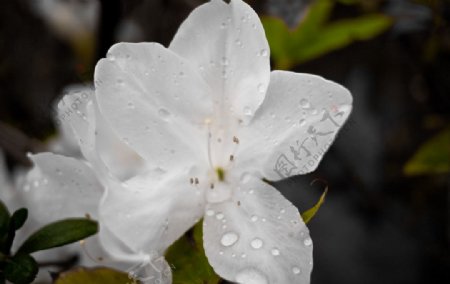 白杜鹃花图片