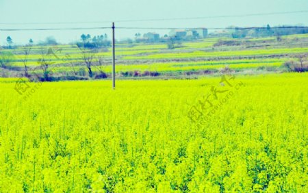 油菜花开图片