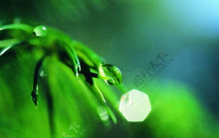 绿植水滴图片