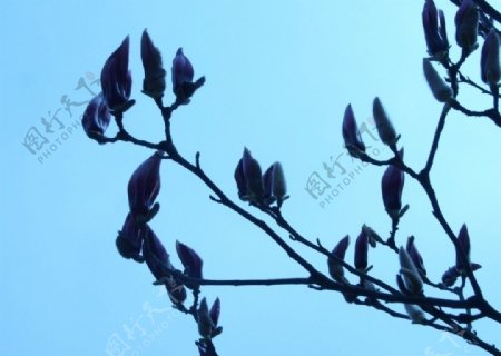 紫花玉兰图片