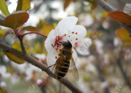 蜜蜂花图片