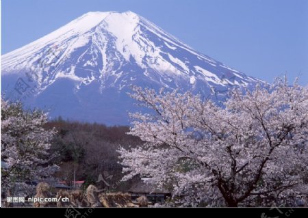 樱花富士山图片