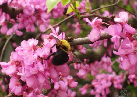花朵蜜蜂采花蜜图片