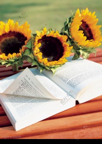 书本边的向日葵花图片