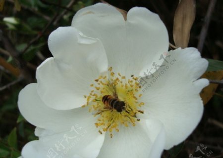 蜂花恋1图片