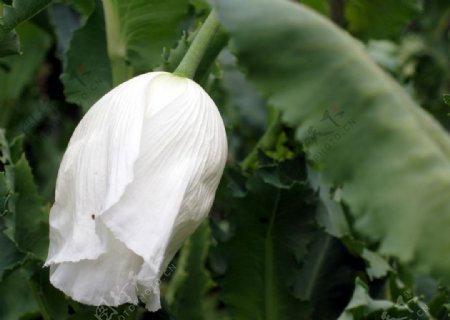 白色的罂粟花图片
