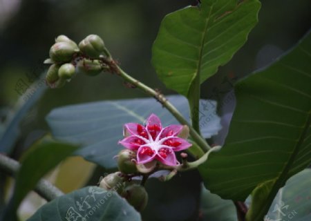 熱帶植物图片