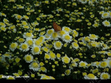 菊花和蝴蝶图片