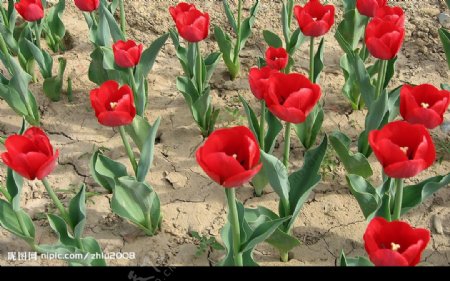 干旱的红花图片