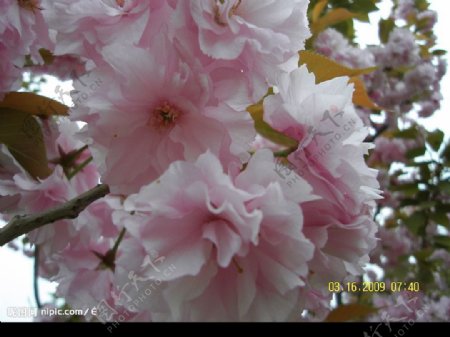 三月樱花图片